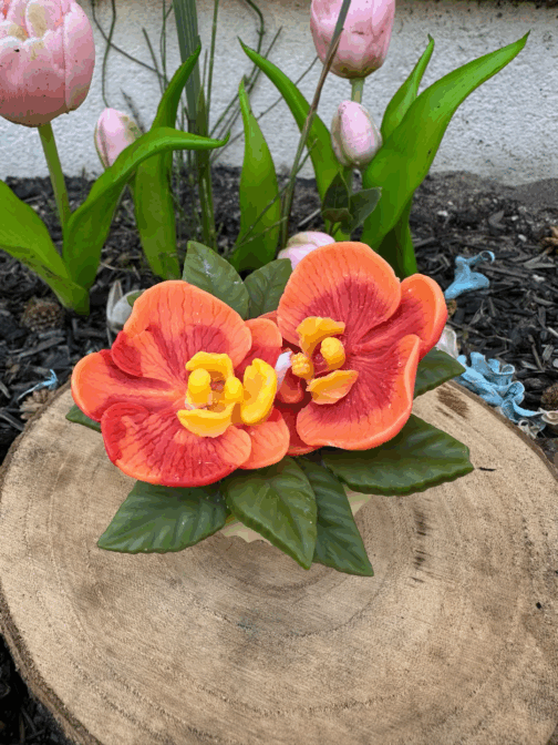 Orchidée Orange Cannelle