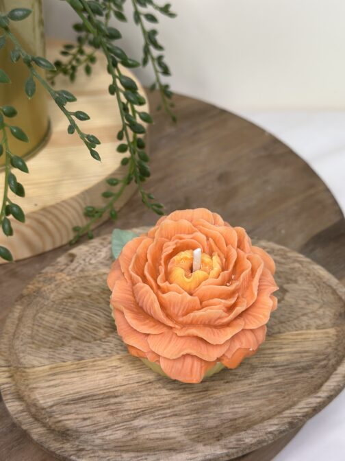 Pivoine - Orange Cannelle